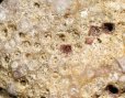 画像4: 瑪瑙化した珊瑚の化石 Isle of Arran, Scotland (4)