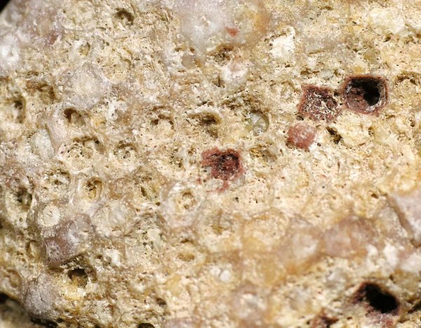 画像4: 瑪瑙化した珊瑚の化石 Isle of Arran, Scotland
