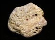 画像3: 瑪瑙化した珊瑚の化石 Isle of Arran, Scotland (3)