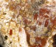 画像2: 瑪瑙化した珊瑚の化石 Isle of Arran, Scotland (2)