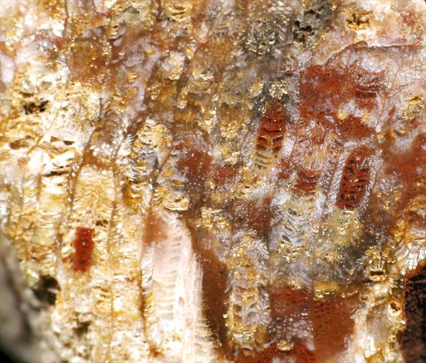 画像2: 瑪瑙化した珊瑚の化石 Isle of Arran, Scotland