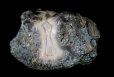 画像3: 瑪瑙 Botswana (3)