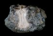 画像3: 瑪瑙 Botswana (3)