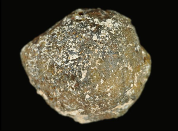 画像3: 瑪瑙 Timor Island (3)