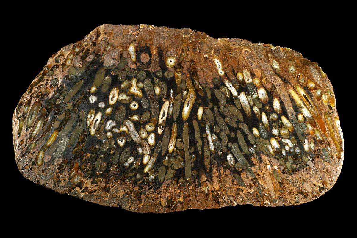 アリゾナ珪化木 14.4kg 珪化木 ジャスパー 鑑賞石 自然石 原石 化石 - その他